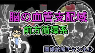 脳の血管支配領域前方循環系【頭部画像読影の基礎】 [upl. by Ecinahc]