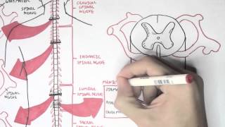 Neurology  Spinal Cord Introduction [upl. by Giuditta627]