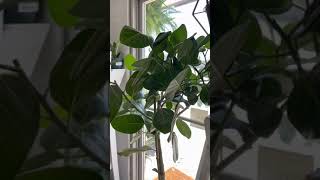 Ficus Audrey Care Guide [upl. by Osei]