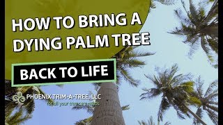 How To Bring A Dying Palm Tree Back To Life [upl. by Colb839]