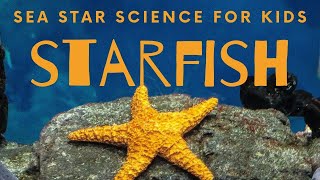 Starfish  10 Cool Sea Stars for Kids Science [upl. by Camala827]