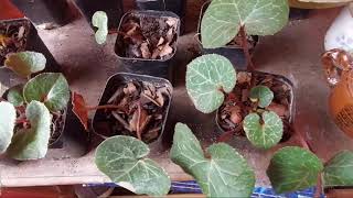 Growing Cyclamen from Seeds [upl. by Frasco]