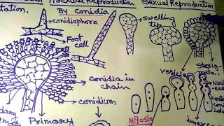 Aspergillus in Hindi Part 1 [upl. by Arjan]