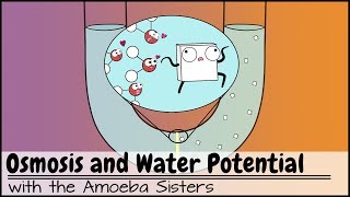 Osmosis and Water Potential Updated [upl. by Aivax596]