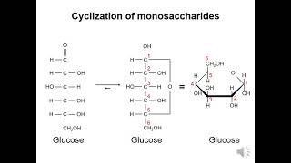 Carbohydrates 2  Cyclization of monosaccharides [upl. by Tannenbaum]