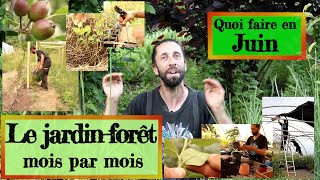 Jardinforêt en Permaculture Que faire en juin [upl. by Nolyaj]