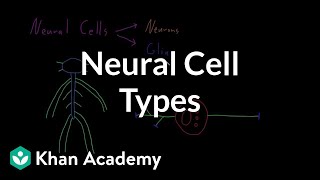 Introduction to neural cell types  Organ Systems  MCAT  Khan Academy [upl. by Ares34]