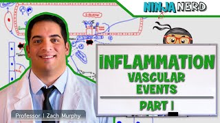 Immunology  Inflammation Vascular Events Part 1 [upl. by Fesoj]