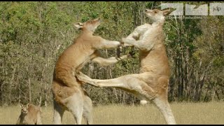 KANGAROO FIGHT [upl. by Fitzgerald447]