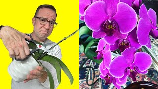 Where To Cut Orchid Stem After Flowers Fall Off [upl. by Killy618]