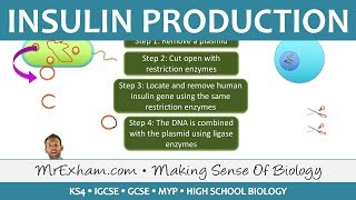 Insulin Production  GM Bacteria  GCSE Biology 91 [upl. by Elleinnad]