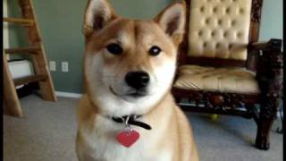 Yuki The Talking Shiba Inu [upl. by Tamara]