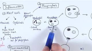 AS Biology  Immune response OVERVIEW OCR A Chapter 1256 [upl. by Toiboid]