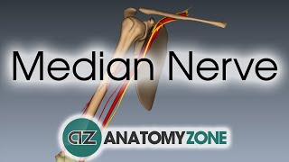 Median Nerve  3D Anatomy Tutorial [upl. by Ssitruc]