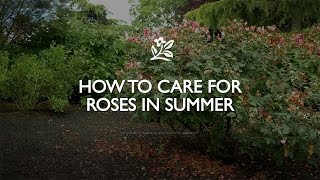 How to Care for Roses in Summer  Monrovia Garden [upl. by Ashla552]