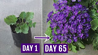 Secrets to Get 10X More Flowers on Cineraria Plants With UPDATES [upl. by Noerb547]