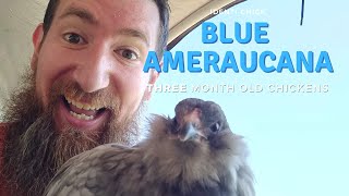 Blue Ameraucana 3MonthOld Chicks [upl. by Aicekal388]