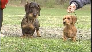 Dachshund  AKC Dog Breed Series [upl. by Viddah]