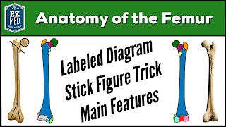 Femur Bone Anatomy Skeletal System Lower Limb Labeled Diagram [upl. by Heyer761]