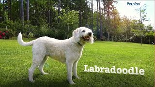 Labradoodle Breed Information Temperament Lifespan amp Facts  Petplan [upl. by Sandie]