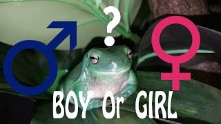 How To Determine the Gender of a Whites Tree Frog [upl. by Kreegar]