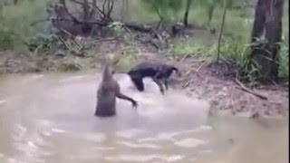 KangaRoo vs Dog Water Fight [upl. by Samara549]