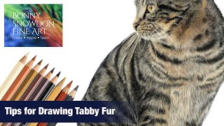 How to Draw Tabby Fur with Coloured Pencils  Top Tips [upl. by Mill]