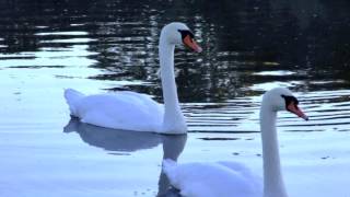 Wild Swans at Coole [upl. by Carvey]