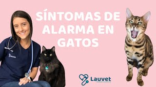 CÓMO SABER SI MI GATO ESTÁ ENFERMO  Síntomas de alarma  Lauvet [upl. by Yeo]