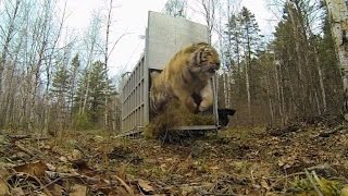 Incredibly Rare Siberian Tiger Release [upl. by Niamert]