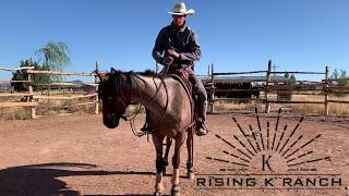 How to Handle the Reins Beginner Horseback Riding [upl. by Judye]