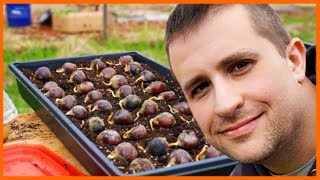 The Amazing Thing About Chestnut Seedlings [upl. by Oiceladni]