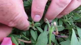 How to Collect Petunia Seeds [upl. by Llib]