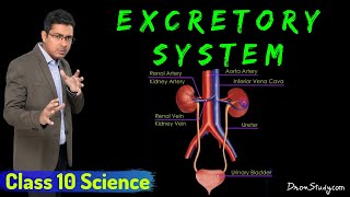 Excretory System  Life Processes 2  Class 10 Science Biology  Toppr Study [upl. by Annahsohs]