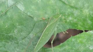 Cicada and katydid songs [upl. by Liberati]