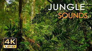 TOP 10 JUNGLE ADVENTURE amp RAIN FOREST MOVIES  MOVIE IN THE WOODS [upl. by Annahsat]