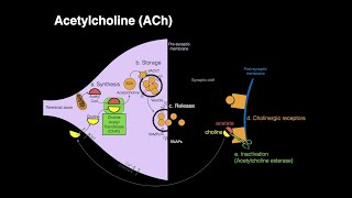 Acetylcholine ACh [upl. by Oslec]