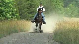 Reverand Homer  Single Footer Stallion [upl. by Oigimer416]