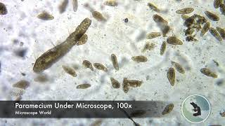 Paramecium under Microscope [upl. by Sadira]