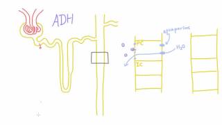 How does Antidiuretic Hormone ADH work [upl. by Anayeek]