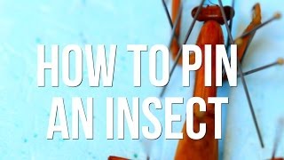 How to Pin an Insect [upl. by Grewitz]