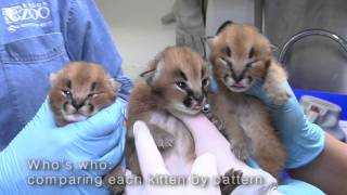 Caracal kittens at the Oregon Zoo [upl. by Magbie720]