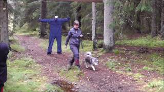 Finsk Lapphund [upl. by Nurse]