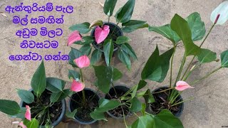 අලවිය සදහා ඇන්තූරියම් පැල 4  Alaviya Sadaha Anthuriyam Pela  NMLIN [upl. by Anaz]