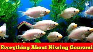 Everything About Kissing Gourami [upl. by Auoy739]