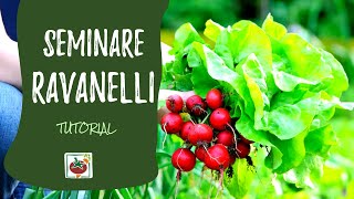 Semina ravanelli tutorial di coltivazione orto [upl. by Kerrie165]