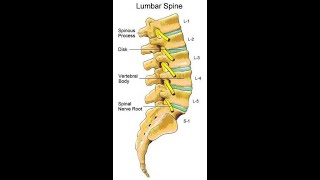 Two Minutes of Anatomy Lumbar Spine [upl. by Eissak]