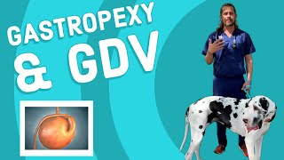 Gastric DilatationVolvulus GDV amp Gastropexy [upl. by Kosse]