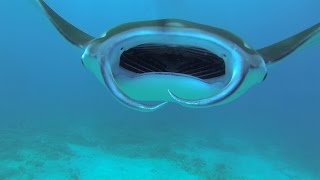 GoPro Diving With Manta Rays [upl. by Ruhtua]