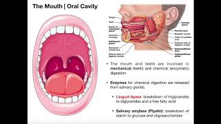 Anatomy amp Physiology of the Oral Cavity amp Pharynx [upl. by Jelks66]